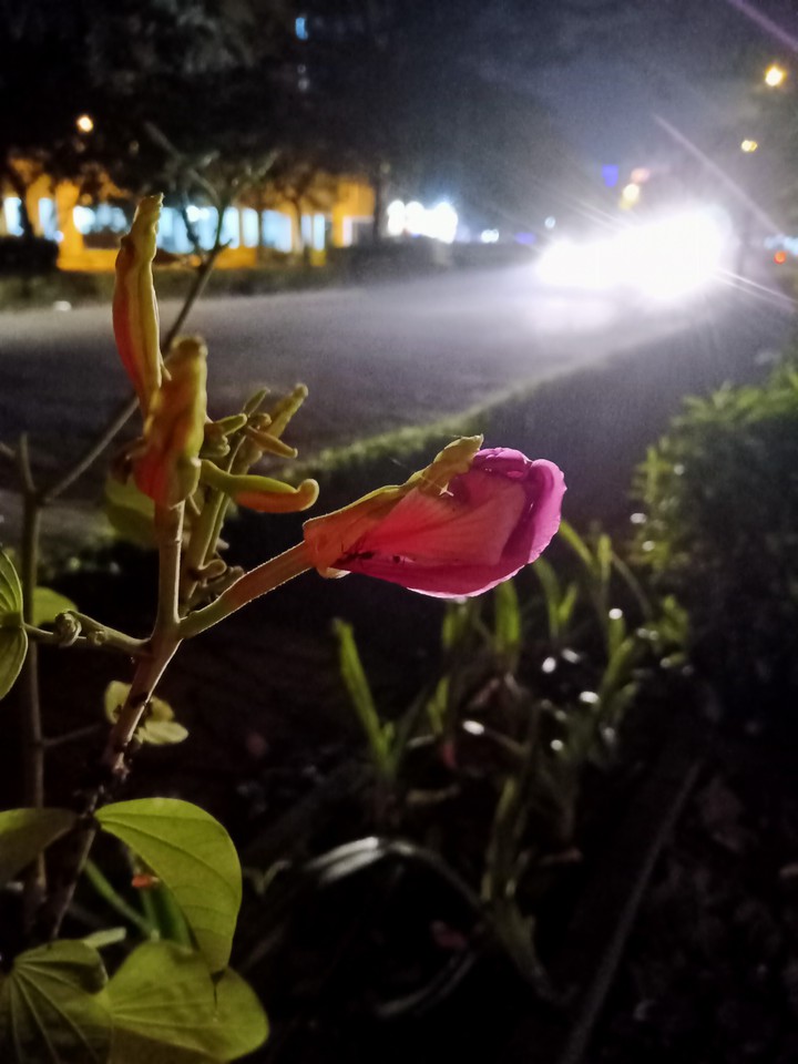 Night flower