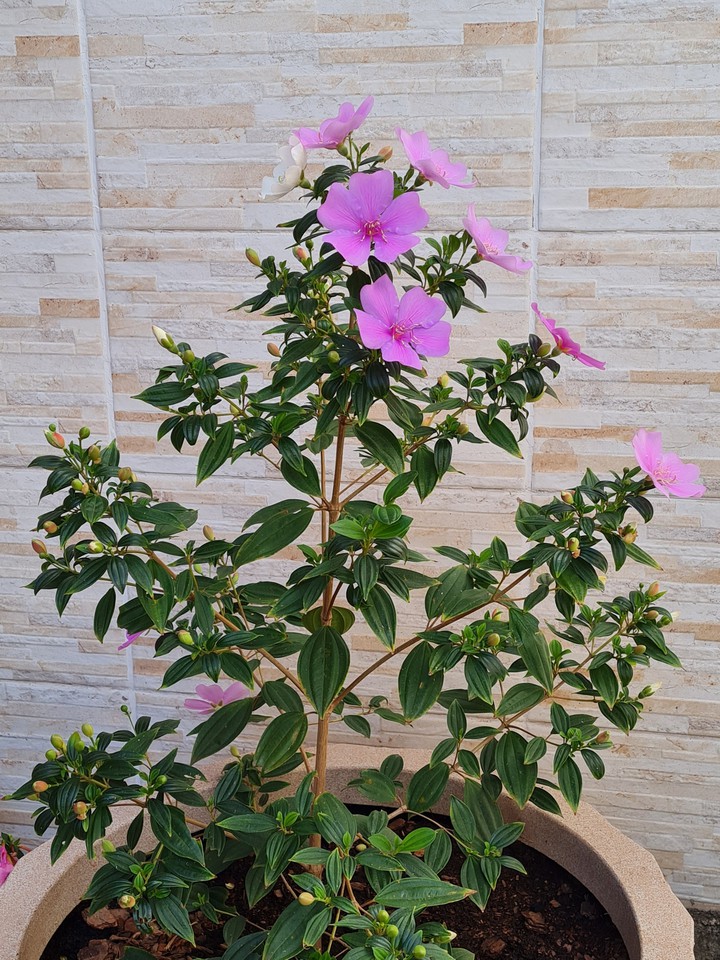 Flores