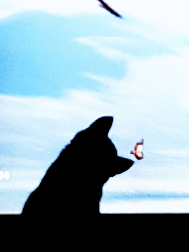 black cat