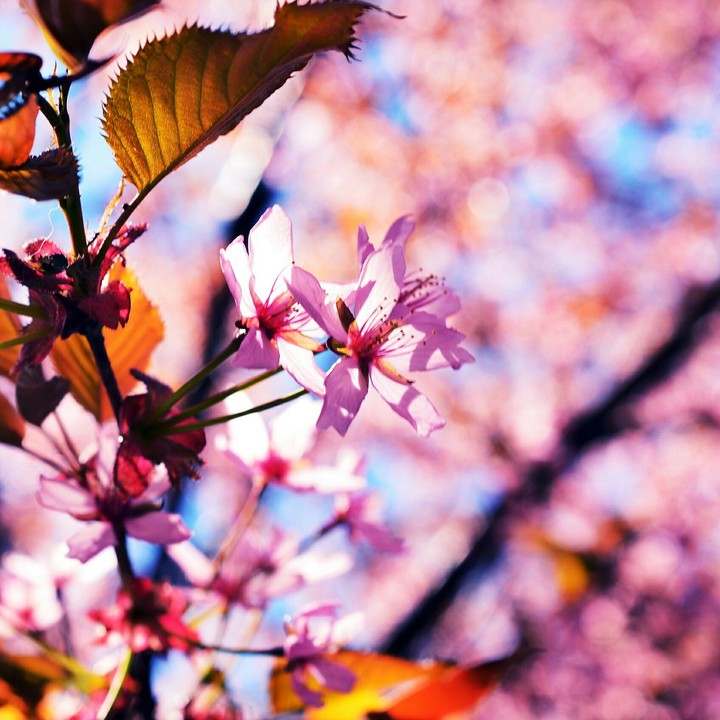 sakura