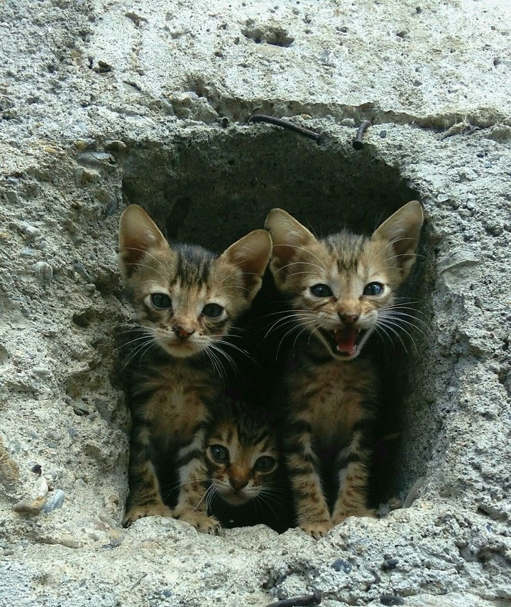 cat cat cat blue eyes