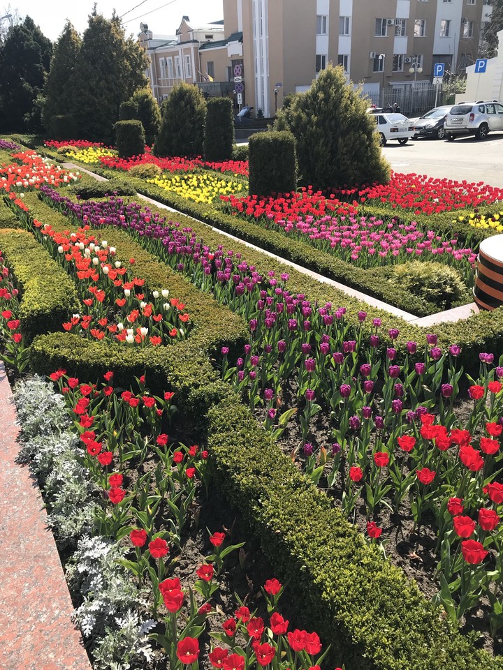 тульпаны в Ставрополе