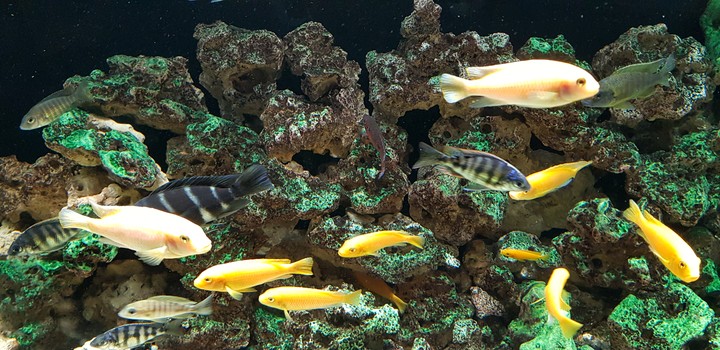 Fish