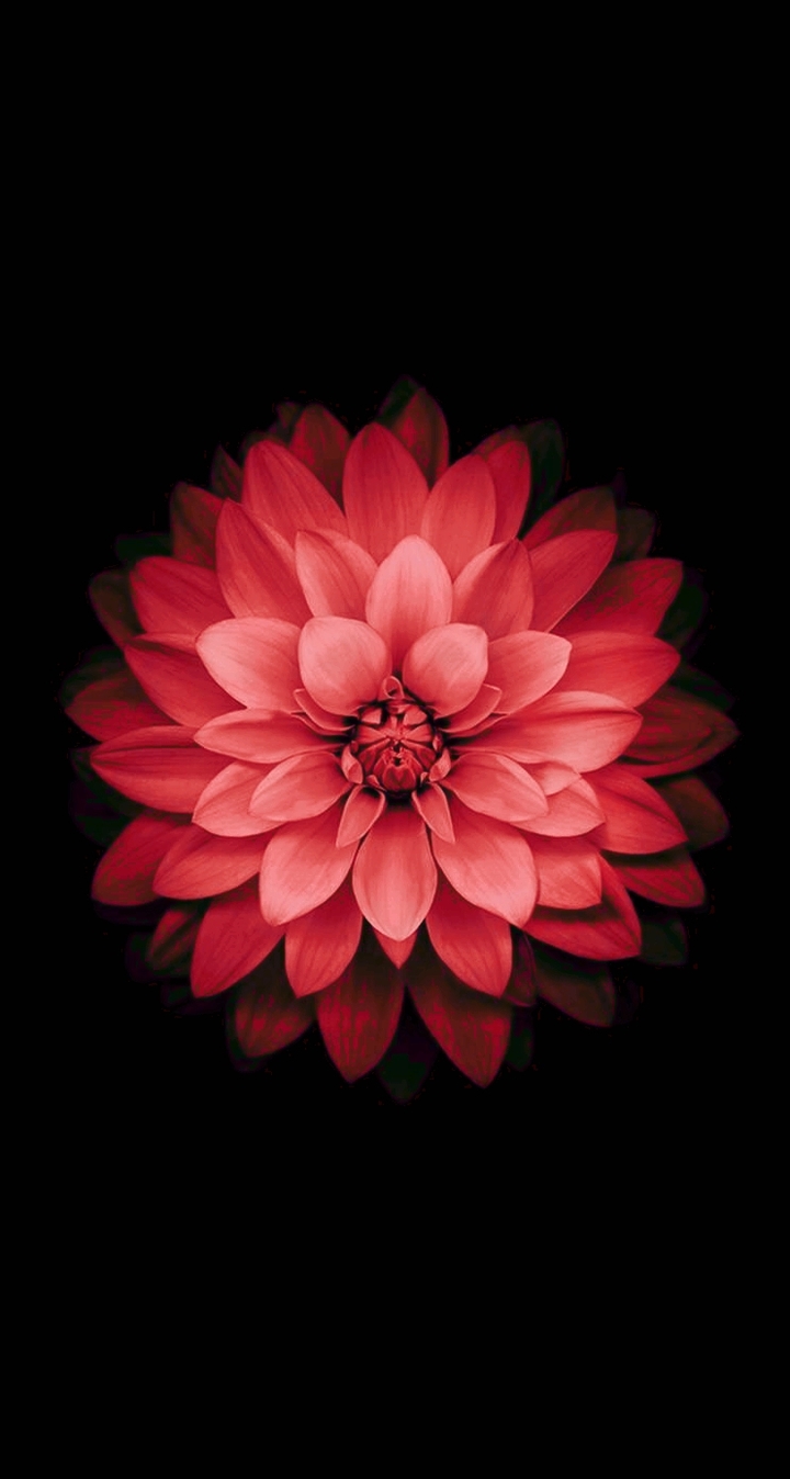 Amazing flower