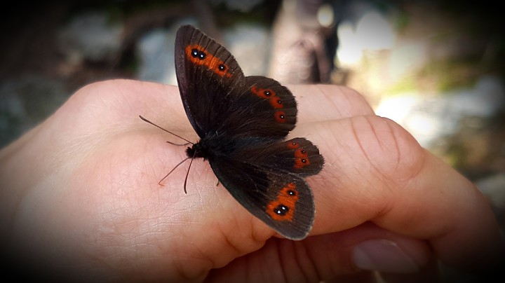 butterfly