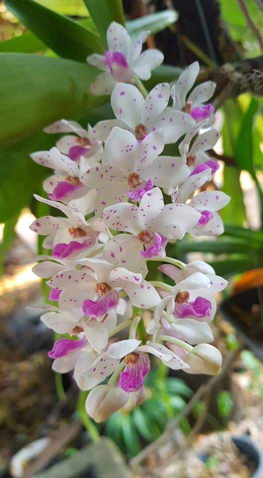 Orchid