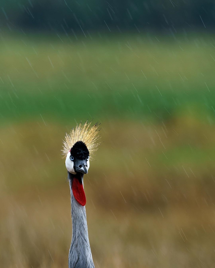 bird & wildlife