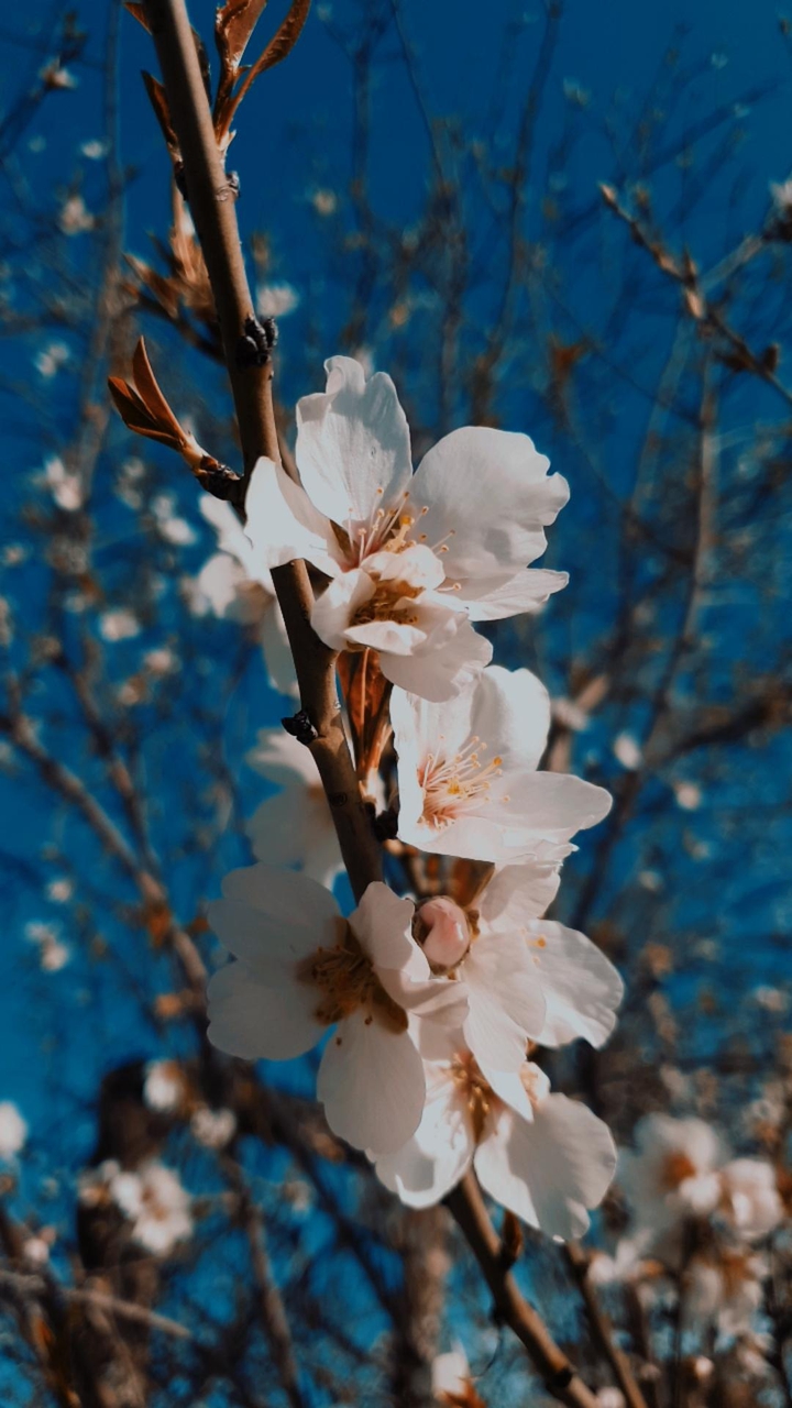 fiori