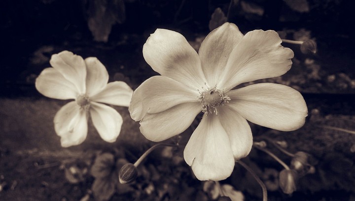 sepia