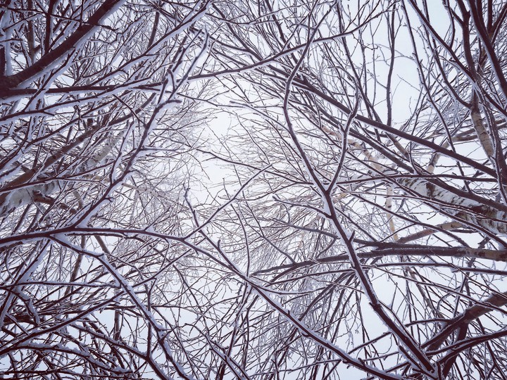 Branches