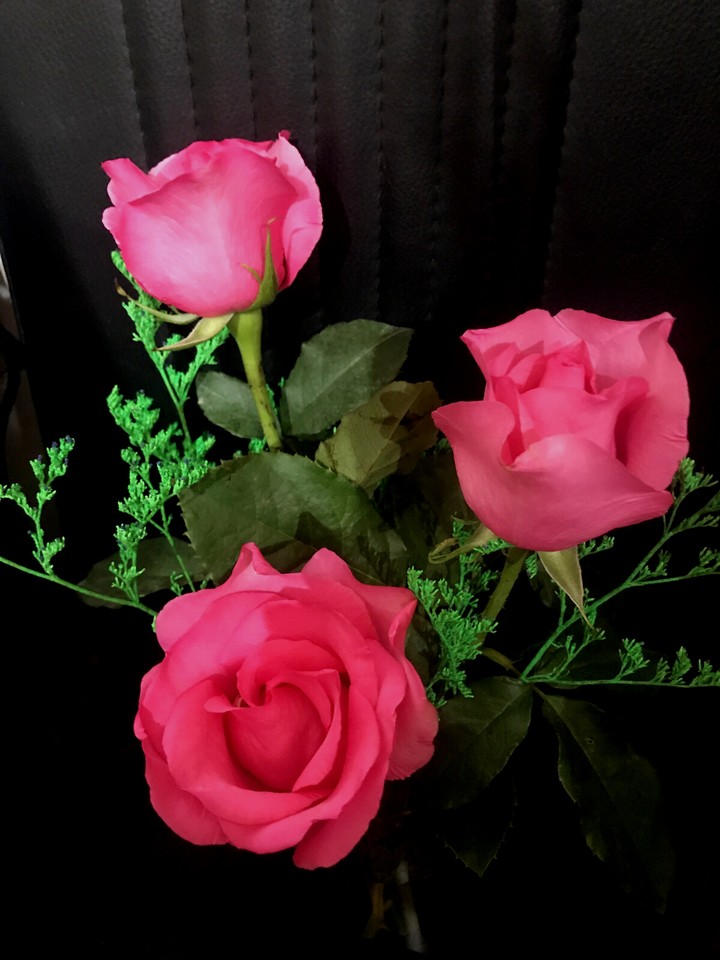 pink rose