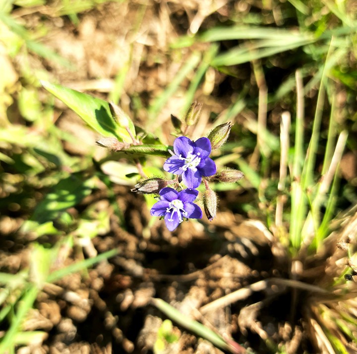Flower