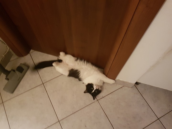cat crazy