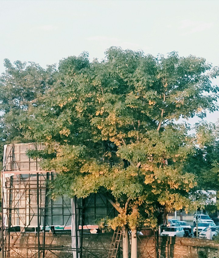 Greenery in winters