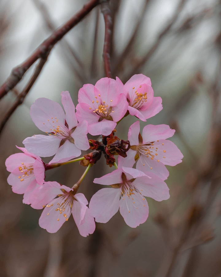 spring flowers