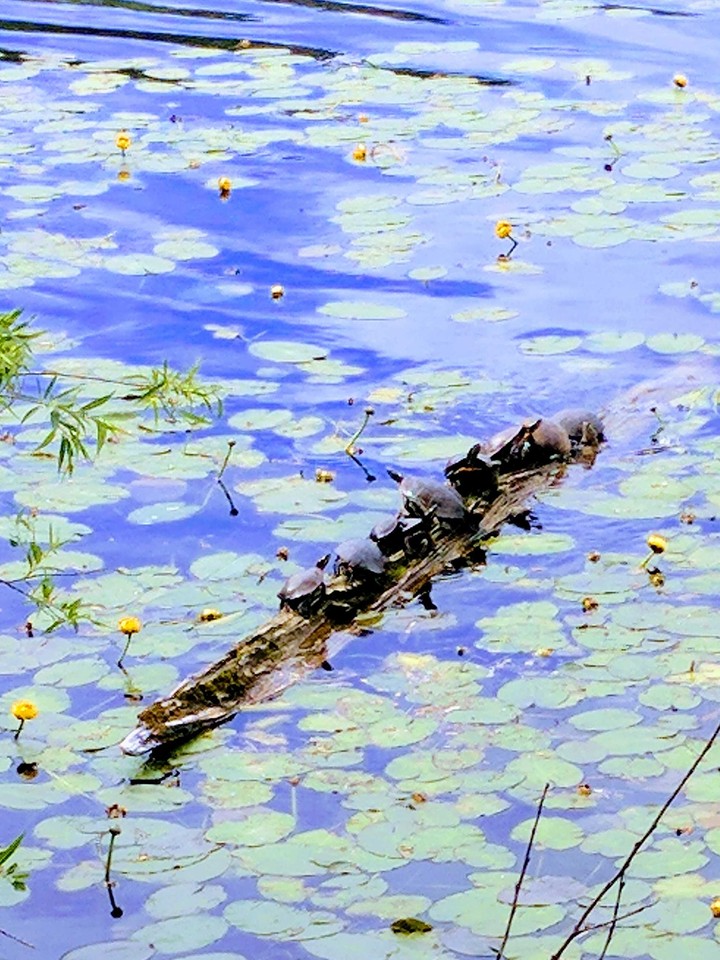 Log of sunning turtles.