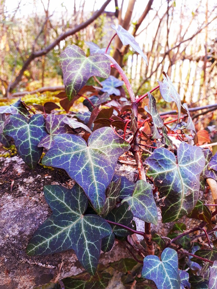 ivy