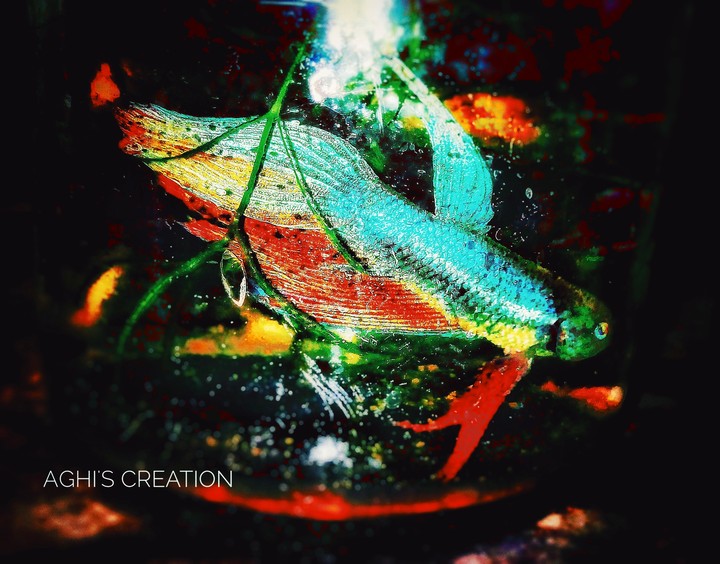 my fish