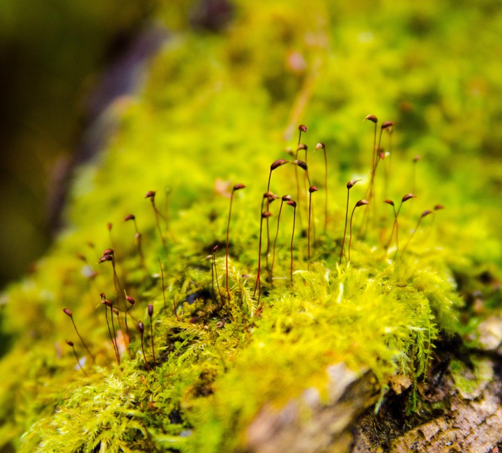 moss