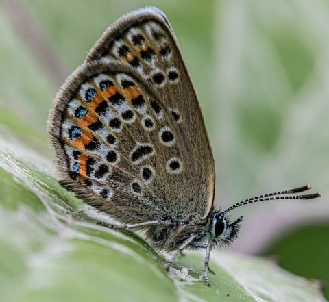 тапети pollinator, lepidoptera