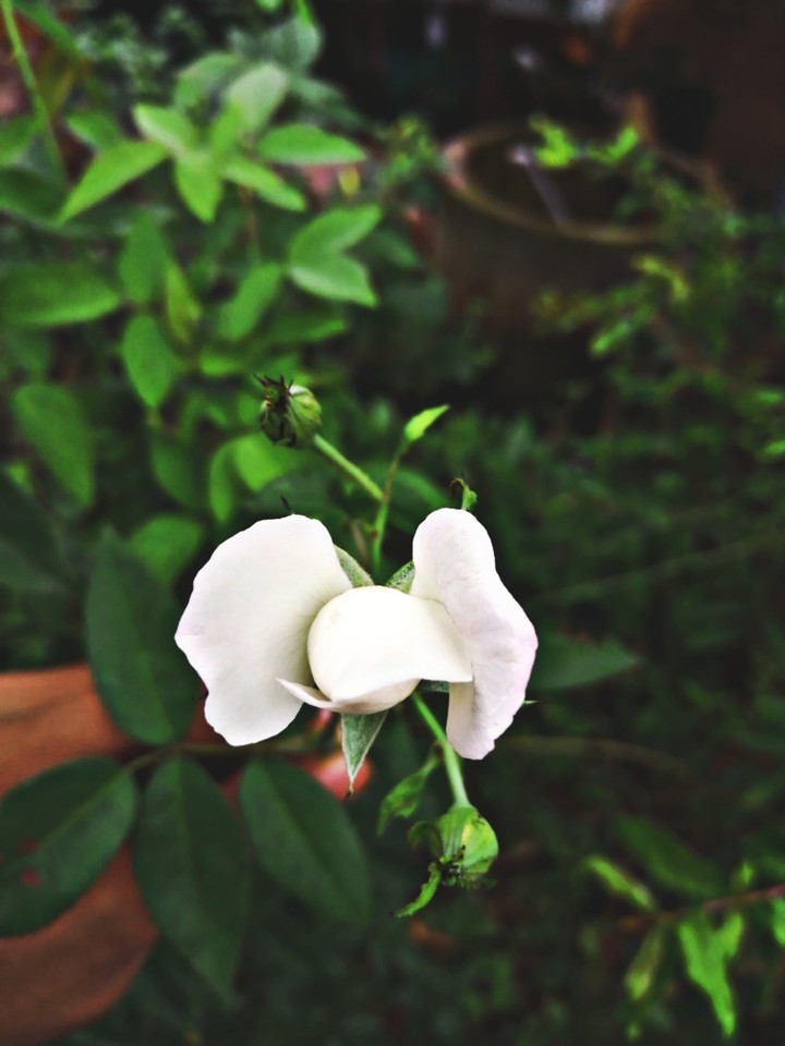 rose