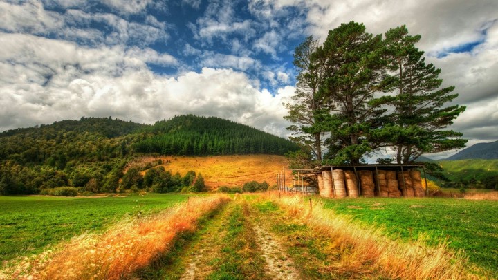 New Zealand Landscape
