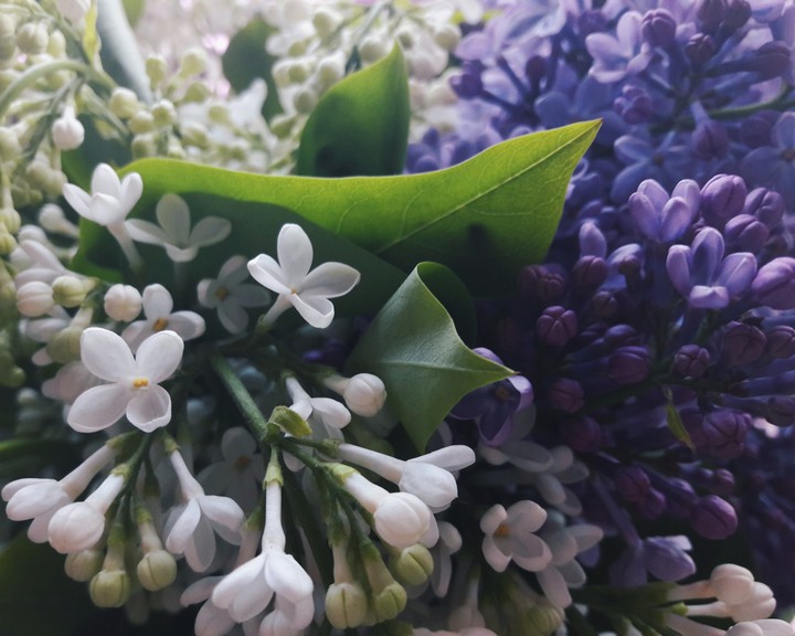 lilac
