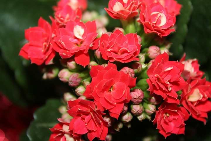 flavors