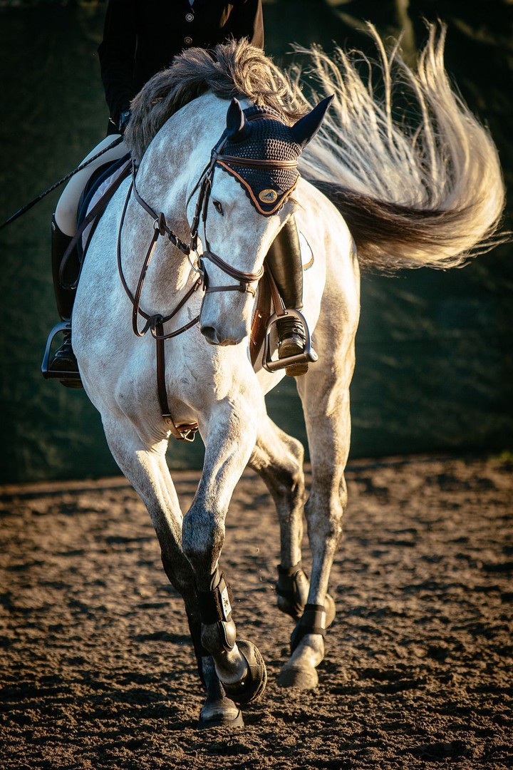 Elegant horse