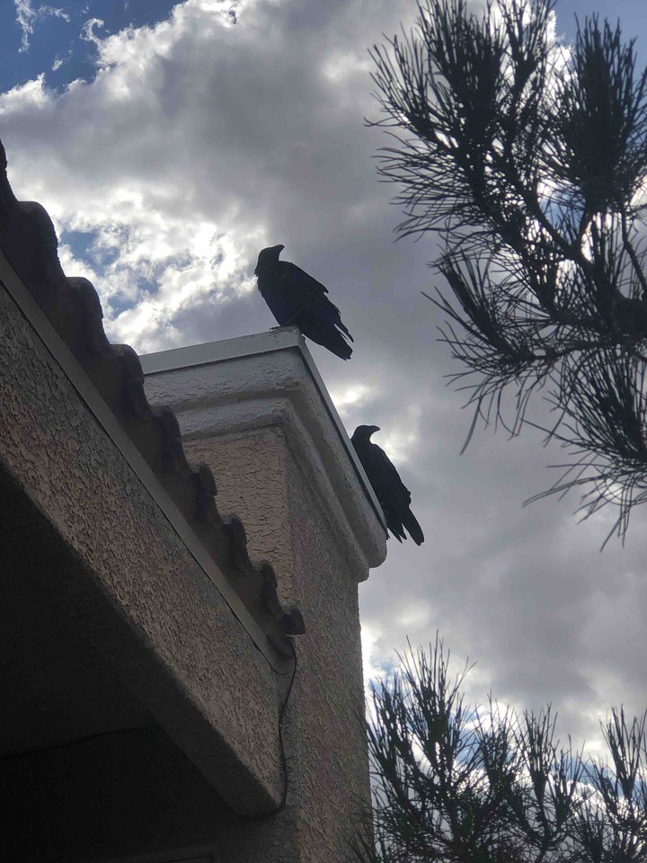 Cuervos | Raven