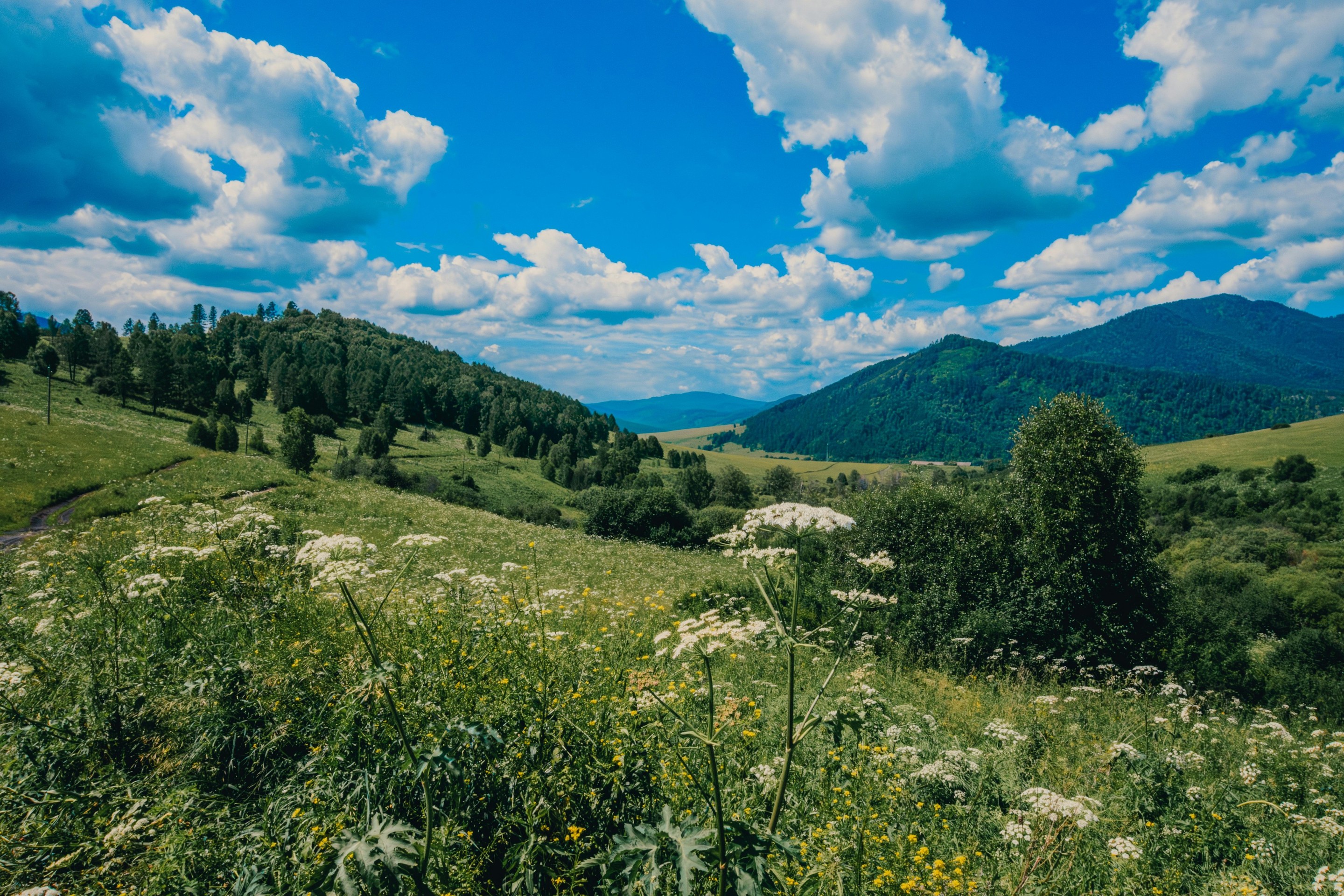 ταπετσαρίες ecoregion, mountain