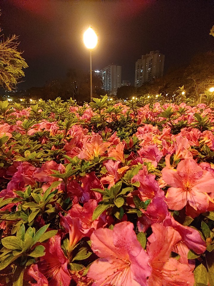 Flowers at nigth