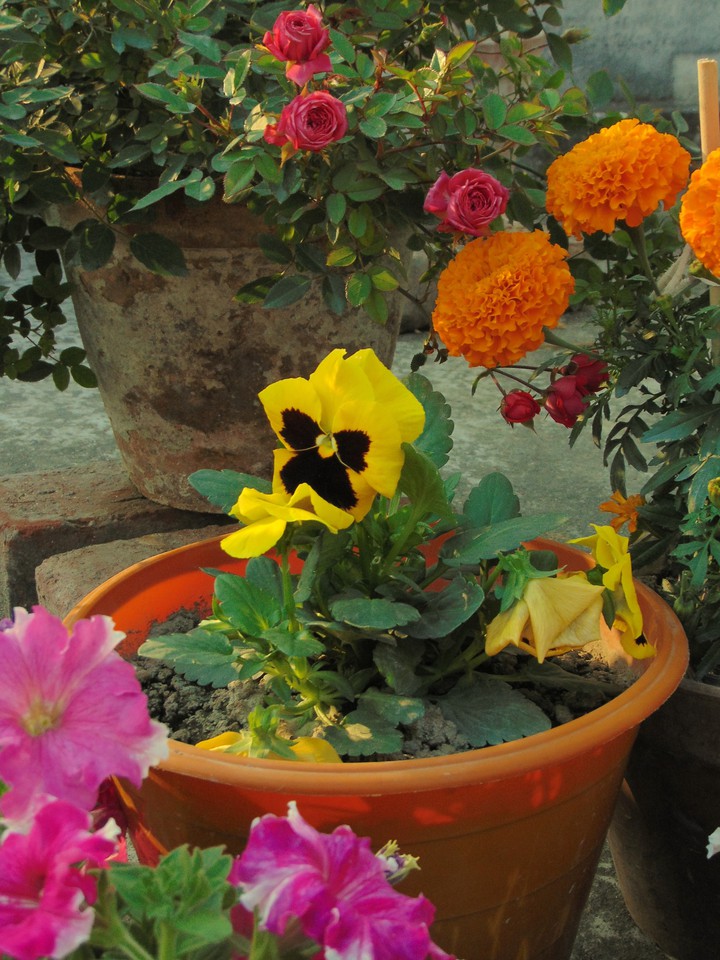 Beautiful Flowers