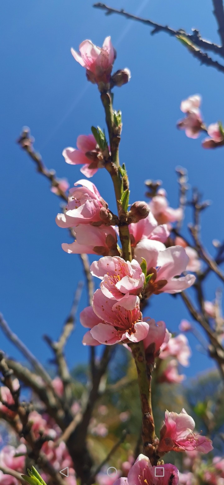 Blossoms