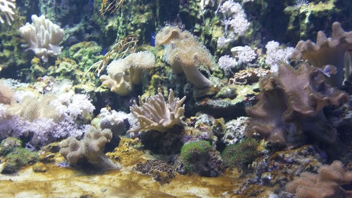 Reef