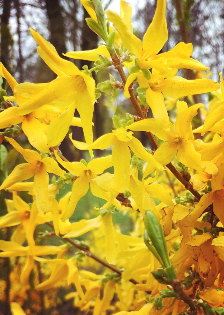 Yellow flowers