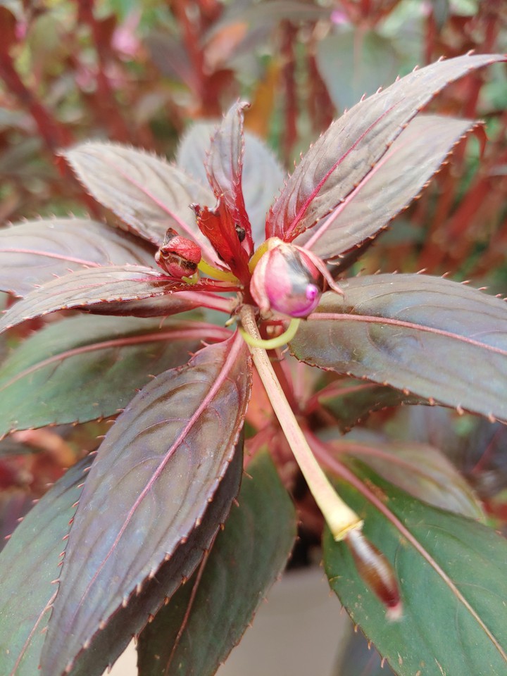 fruit flower