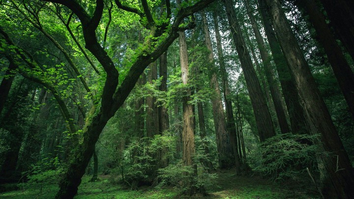Forest