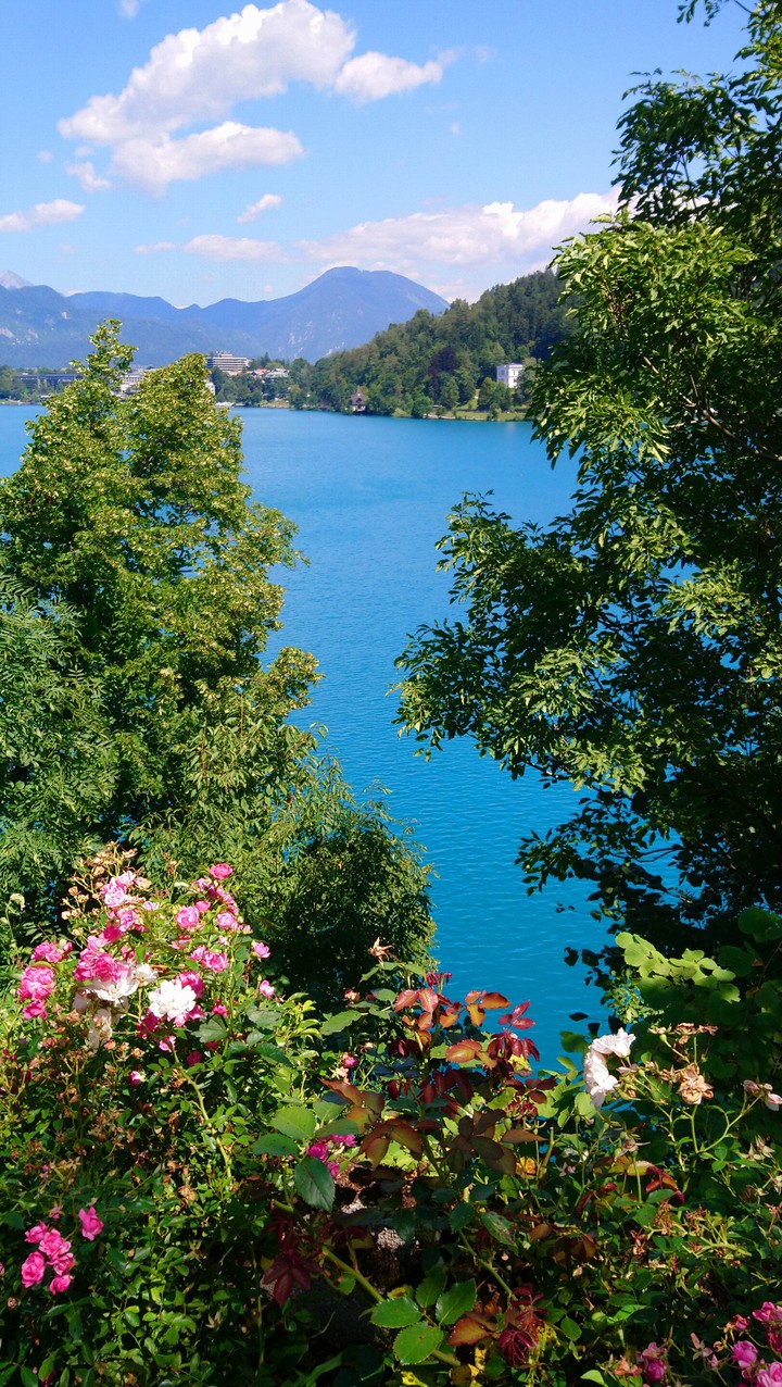 Bled
