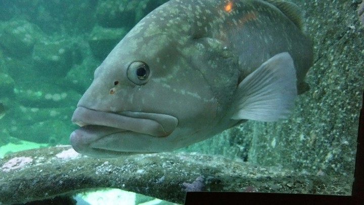 peixe zóiudo