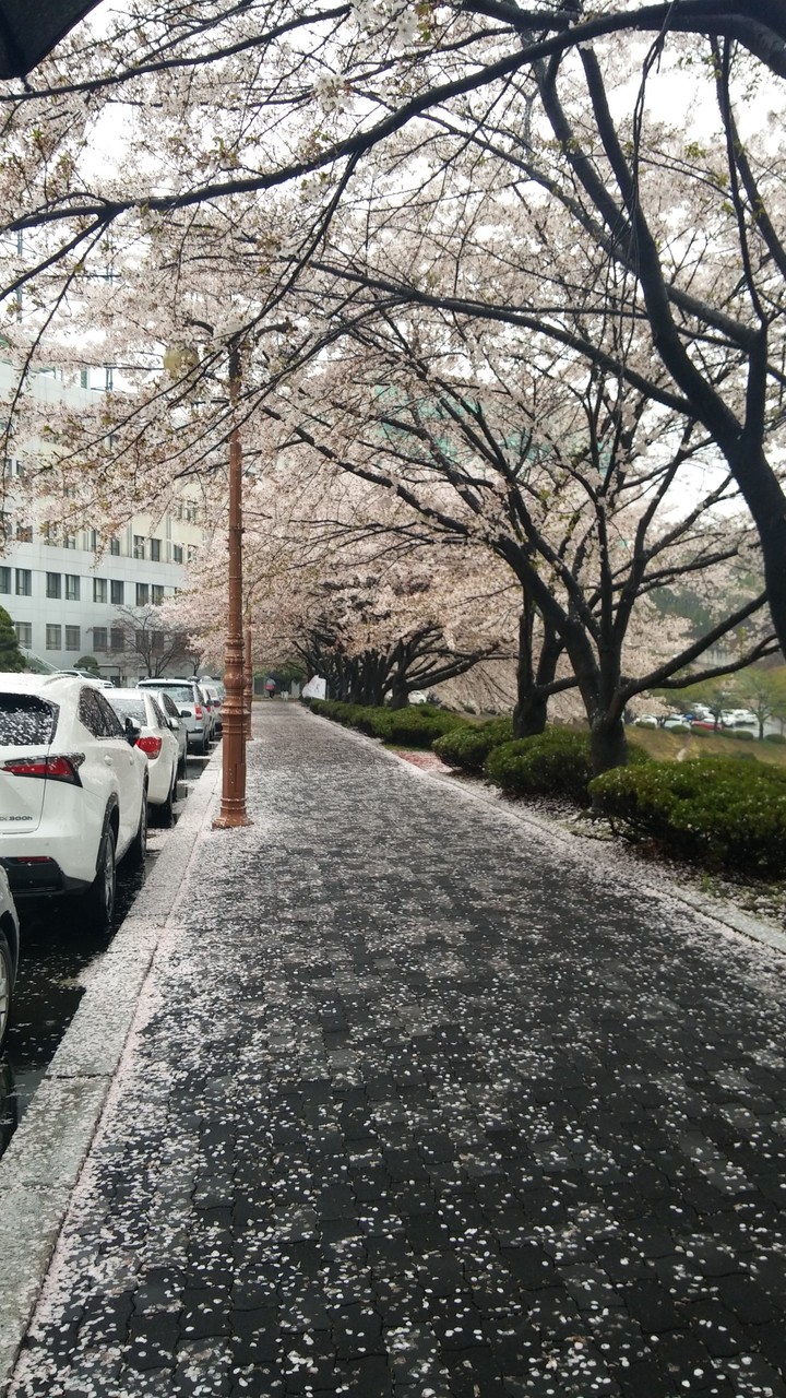 벚꽃 , Cherry Blossom