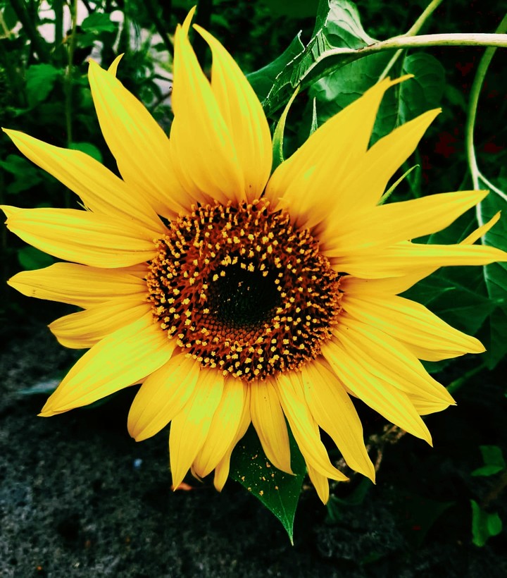 sunny