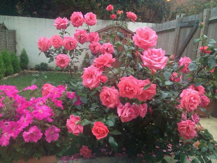 Roses