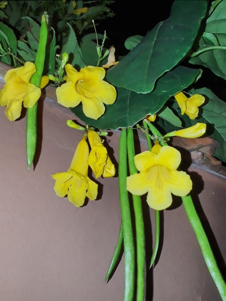 flor