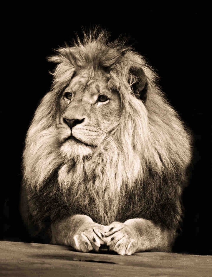 LiON HDR