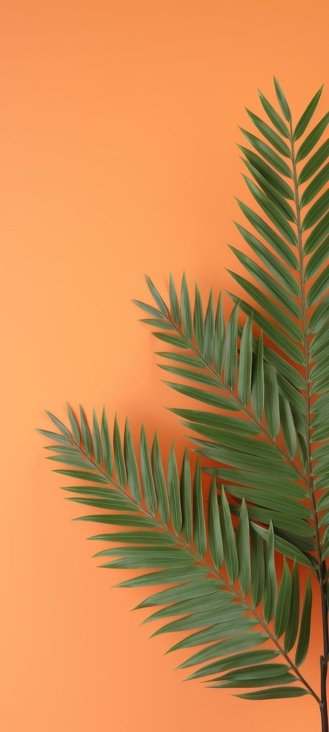 arecales, plant wallpapers