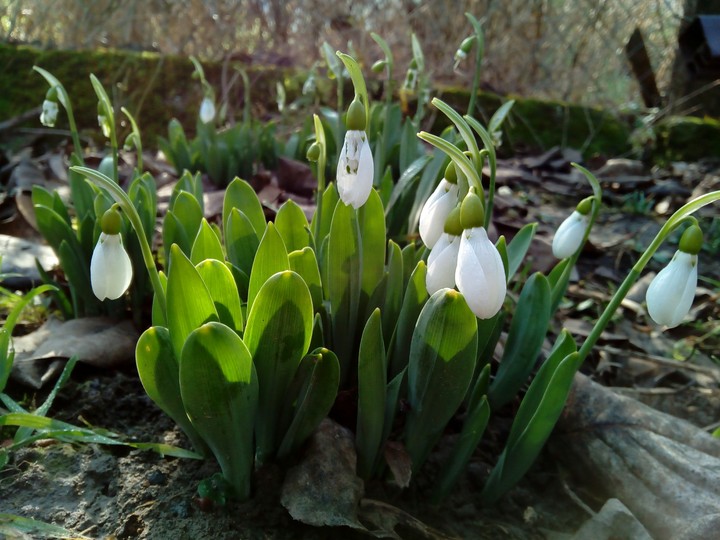 Snowdrop