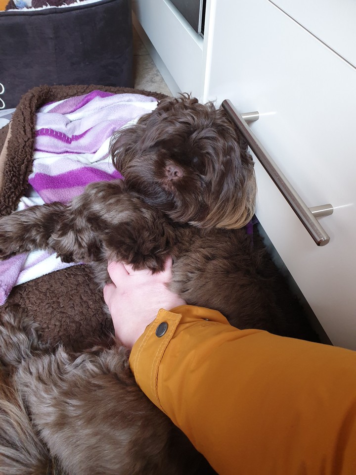 belly scratch