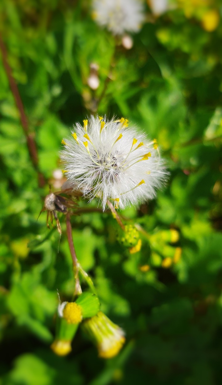 dandelion