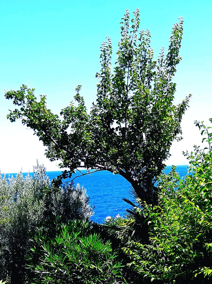 scopello